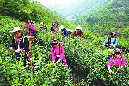 绵阳平武绿茶